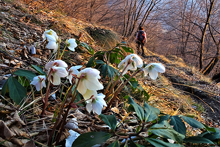 Dai boschi fioriti di Cornalba alle nevi dell鈥橝LBEN il 31 gennaio 2020- FOTOGALLERY